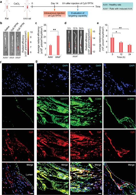 In Vivo Targeting Capability Of Intravenously Delivered Tptn In Aaa