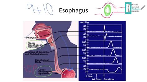 Gi Physiology Control And Motility Youtube