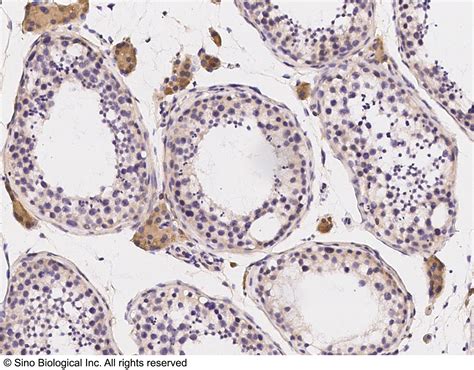 Piwil Antibody Guideline Preparation Dilution And Applications