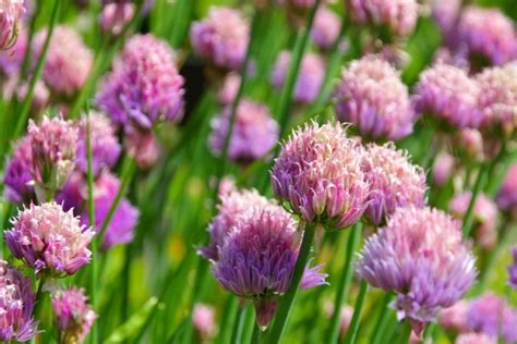 Blattl Use Bek Mpfen Wirksame Hausmittel Garten Haus