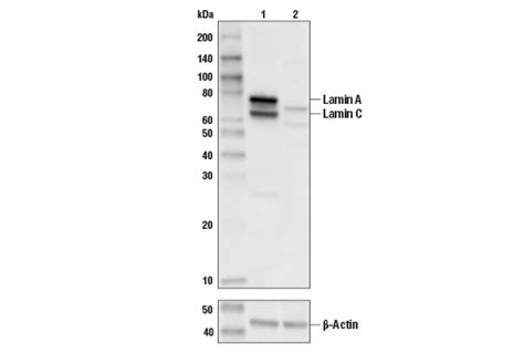 Lamin A C Antibody Cell Signaling Technology