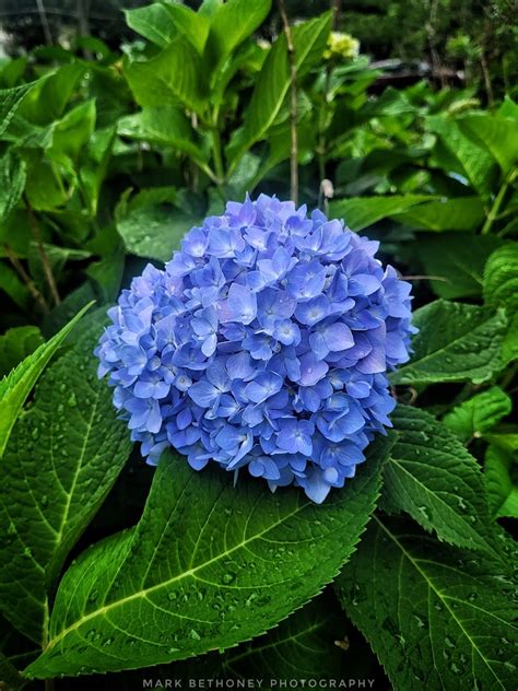 Blue Hydrangea – Hatchetation