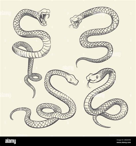 Snake Drawing Hi Res Stock Photography And Images Alamy