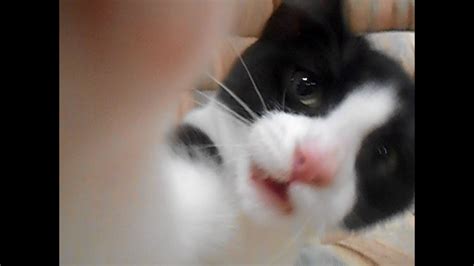 Cute Tuxedo Cat Meowing And Playing With The Camera Youtube