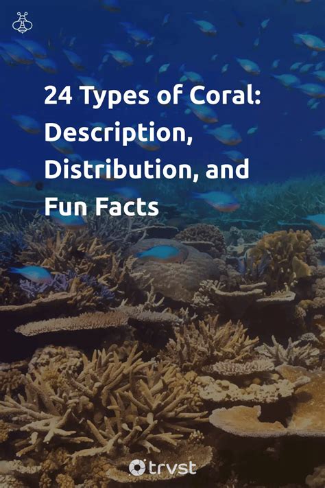 24 Types of Coral: Description, Distribution, and Fun Facts