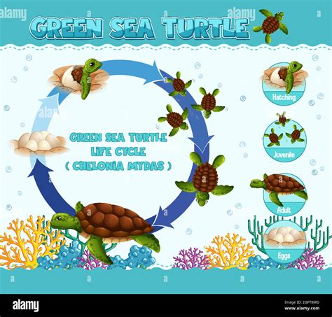 Diagram Showing Life Cycle Of Turtle Stock Vector Image And Art Alamy