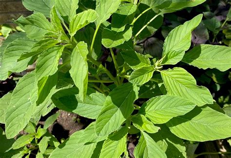 Kcdgarden Callaloo