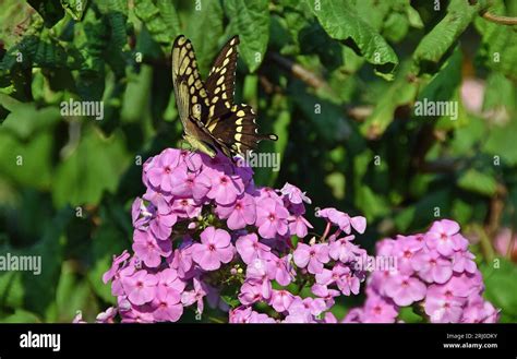 Giant Swallowtail Butterfly Papilio Cresphontes Feeding On Garden