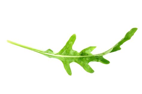 Premium Photo | Green arugula leaf isolated on white