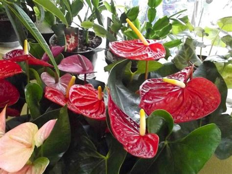 15 Exotic Tropical House Plants That Are Easy To Grow