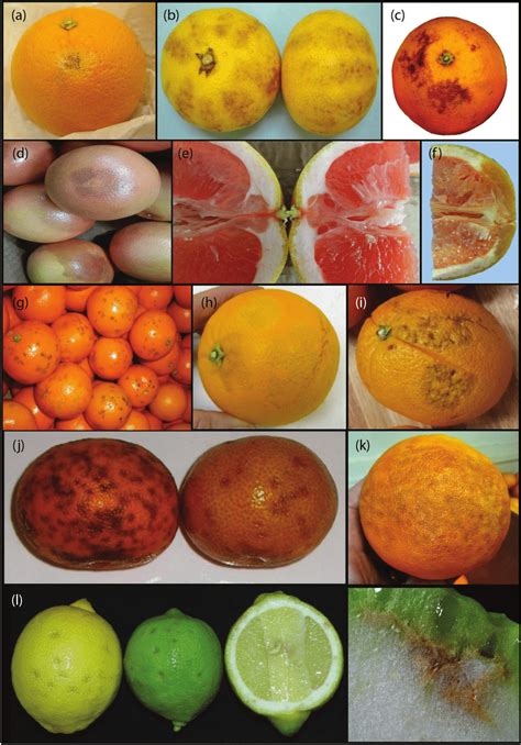 Examples Of Symptoms Of The Different Non Chilling Postharvest