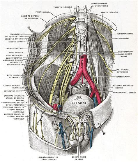 Anterior Scrotal Nerves Alchetron The Free Social Encyclopedia