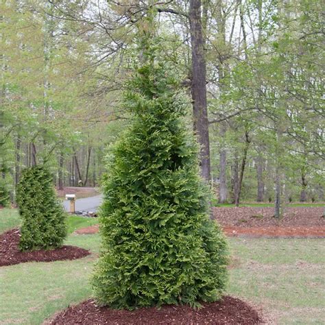 Green Giant Arborvitae Buy Thuja Green Giant Hedge Spring Hill Nurseries Spring Hill Nursery