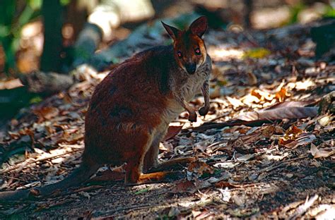 Pademelon Information for Kids