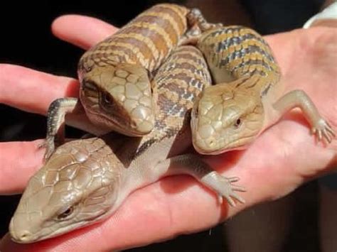 Baby Northern Blue Tongue Skink Reptiles For Sale