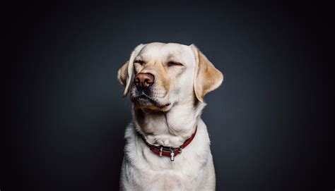 What Are The Signs Of A Dog Going Blind
