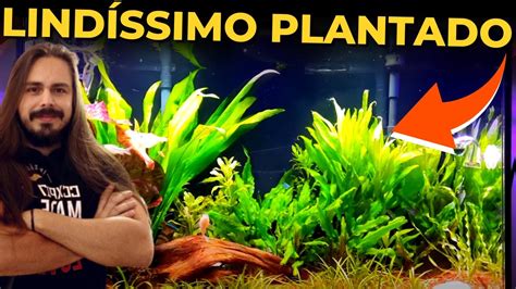 O LINDO AQUÁRIO PLANTADO DO INSCRITO GUSTAVO Mr Betta YouTube