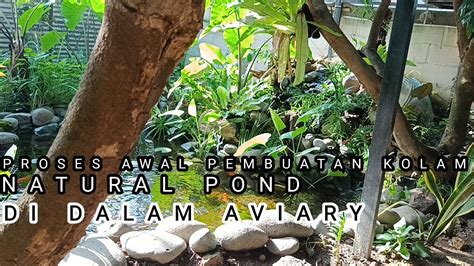 Proses Pembuatan Kolam Natural Pond Di Dalam Aviary Aviary