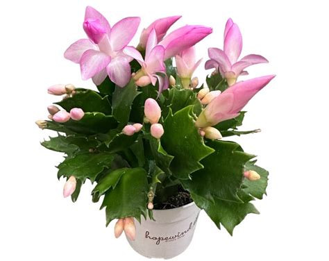 Light Pink Christmas Cactus, so Beautiful Bloom Plants for Christmas, Live Plant House Plant 4 ...