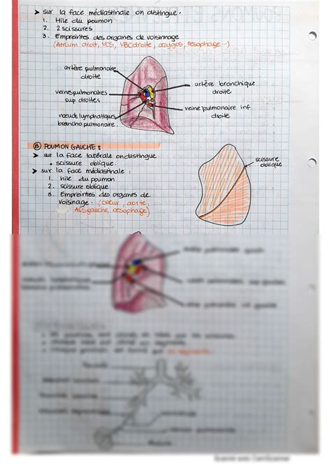 Solution Resume D Anatomie Des Poumons Et Plevres Studypool