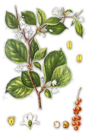 Лимонник китайский — Schisandra chinensis (Turcz.) Baill.