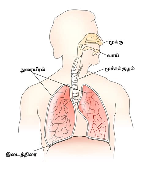 File:Respiratory system-ta.svg - Wikimedia Commons