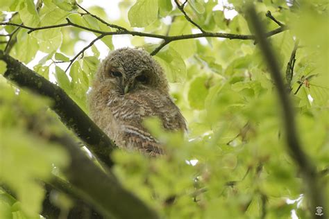 Jeune Chouette Hulotte Strix Aluco Tawny Owl Flickr