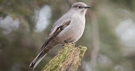 Townsend's Solitaire Identification, All About Birds, Cornell Lab of ...