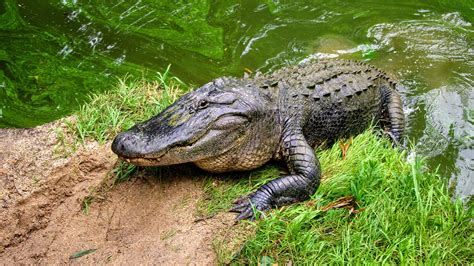 Florida Wildlife & Your Pet: Alligators & Crocodiles - The Savvy Sitter