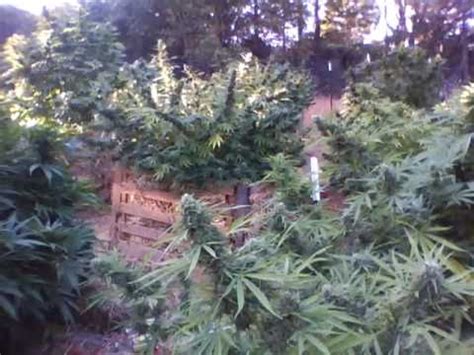 Outdoor Marijuana 2010 HARVEST BUDS - MegaMarijuana