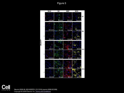 Astrocytes Promote Myelination In Response To Electrical Impulses Ppt