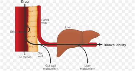 pass effect metabolism liver gastrointestinal tract