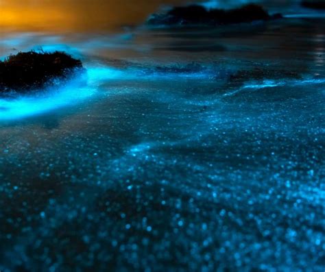 Where To See Bioluminescence In Florida Florida Splendors