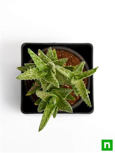 Buy Aloe juvenna - Succulent Plant online from Nurserylive at lowest price.