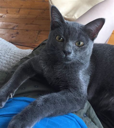 Korat and Thai Kitten List – Korat and Thai Cat Association