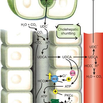 Chemical Structures Of Udca Dihydroxy Cholanoic Acid And