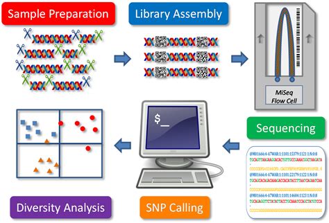 Diversity Free Full Text Genotyping By Sequencing For Plant Genetic