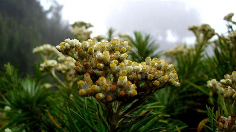 Mengenal Edelweis Jawa Flora Endemik Yang Kian Terancam Punah