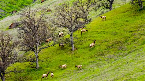 Rocky Mountain Elk Foundation Protects California Tule Elk Habitat ...