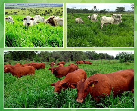 Generalidades de la Ganadería Bovina Cuidado de la vaca después de parir