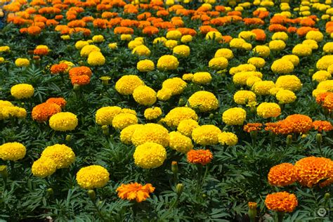 Marigold Flowers Background - High-quality Free Backgrounds