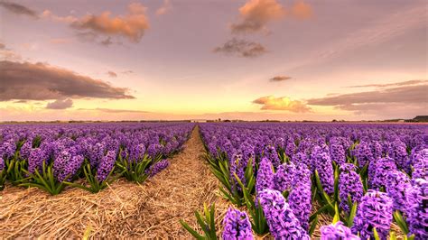 Flower Field Wallpapers - Wallpaper Cave