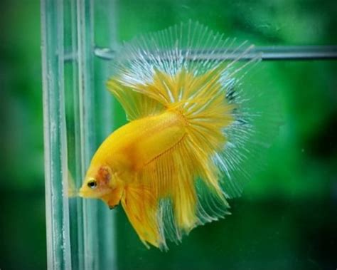 All about betta fish: yellow betta halfmoon