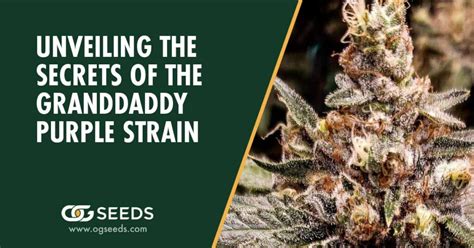 Granddaddy Purple Strain The Ultimate Strain Review