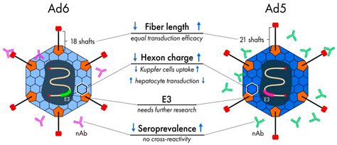 Pharmaceutics Free Full Text Adenovirus Type 6 Subtle Structural