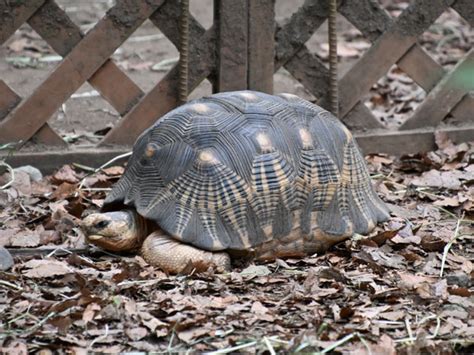 Astrochelys Radiata Radiated Tortoise In Saitama Childrens Zoo