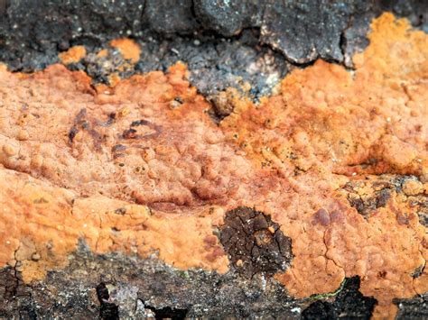 California Fungi Hymenochaete Cinnamomea