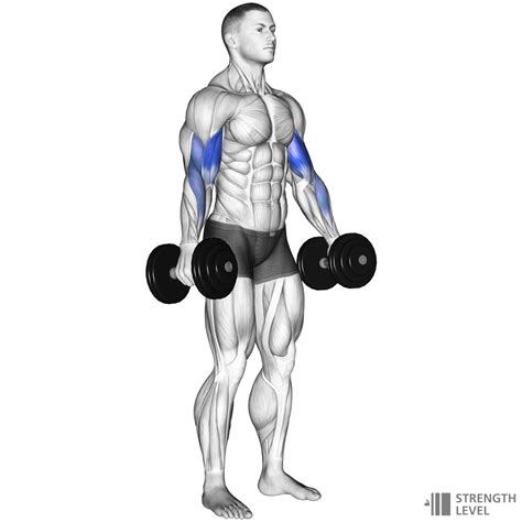 Dumbbell Curl Standards for Men and Women (lb) - Strength Level