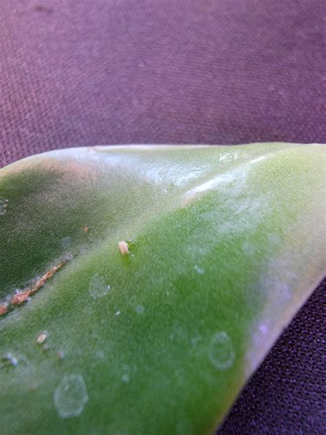 scale bugs? : r/succulents