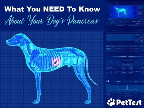 What You NEED to Know Now About Your Dog’s Pancreas